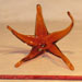 Murano starfish orange glass art repaired by Michael Bokrosh